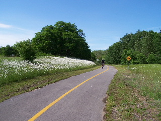 Bike Trail Daisies